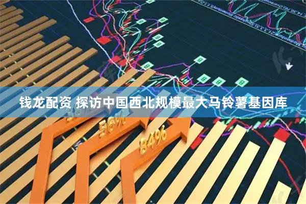 钱龙配资 探访中国西北规模最大马铃薯基因库